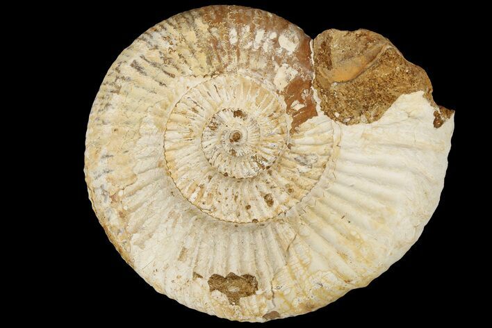 3.5" Jurassic Ammonite (Perisphinctes) Fossil - Madagascar